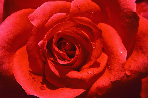 American Beauty Rose